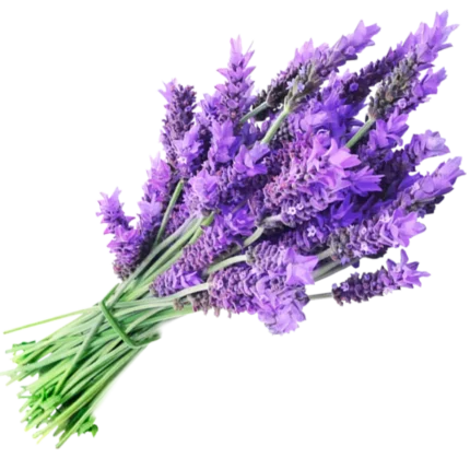 Parfum voiture LAVANDE – Image 3