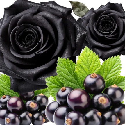 Parfum d'ambiance ROSE NOIRE & CASSIS – Image 2