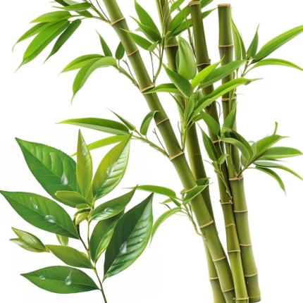 Parfum d'ambiance THÉ VERT & BAMBOO – Image 2